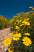 Wildflowers in dry river bed in spring, Siracusa - near, Sicily, Italy
