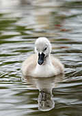 Mute Swan Cygnet, Farnham, Surrey, UK - England