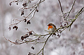 Robin in snow, Farnham, Surrey, UK - England