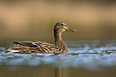 Female Mallard Duck on lake, Farnham, Surrey, UK - England