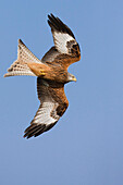 Red Kite flying, Rhayader, Powys, UK - Wales