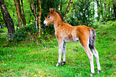 Dartmoor foal in woodland, Manaton - near, Devon, UK - England