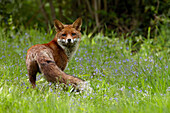 Wild Red Fox, Guildford, Surrey, UK - England
