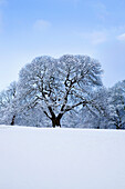 Tree in winter, Knaresborough, Yorkshire, UK - England