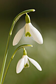 Close up of Snow Drop, Frensham, Surrey, UK - England