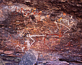 Rock Art at the Incline Gallery on Nourlangie Rock, Kakadu National Park, Northern Territory, Australia