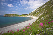 View along beach with wildflowers, Lulworth Cove, Dorset, UK - England