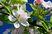 Apple Blossom in Spring, Burnham, Somerset, UK - England
