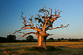 Oak Tree, Tiverton, Devon, UK - England