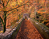 Woodland bridge in autumn, Dunkeld, Central, UK - Scotland