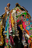 Colourful elephant with rider at the Jaipur Elephant Festival, Jaipur, Rajasthan, India