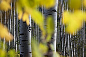 Aspen trees in Aspen, Colorado, USA, North America, America