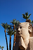 Sphinx in the avenue of sphinxes, Luxor Temple, Luxor, Egypt, Africa