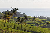 Zuckerrohrplantagen in Chamarel, Mauritius, Afrika