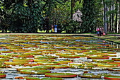 Victoria Regia water lilies in the botanical garden of Pamplemousses, Mauritius, Africa
