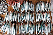Fish monger with fishes at Darajani Market, Stonetown, Zanzibar City, Zanzibar, Tanzania, Africa