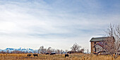 Cattle Grazing in a Field, Salt Lake City, UT, US
