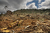 Deforested Area, Olympic Peninsula, near Forks, WA, U.S.
