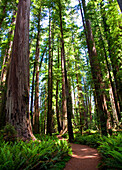 Path Through Forest, Jedediah Smith State Park, California USA