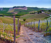 Vineyard in Piedmont, Italy, Italy
