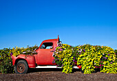 Old Truck Converted to Garden Planter, Portland, Oregon, USA