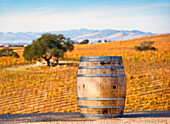 Oak Barrel at Vineyard, CA, USA