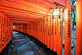 Orange Posts with Asian Text, Kyoto, Honshu