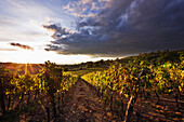 Vineyards, Panzani in Chianti, Tuscany, Italy