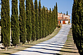 Gravel Road Lined with Cypress Trees, San Quirico D'Orcia