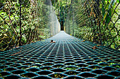 Footbridge in Costa Rican Forest, Costa Rica