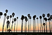 Palm trees at the pier at sunrise, Santa Barbara at Highway 1, Pacific rim, California, USA, America