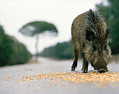 Wildschwein im Steineichenwald, Finca Arzuaga, Quintanilla, Kastilien-Leon, Spanien