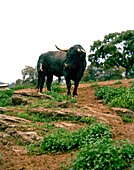 Fighting bull Toro Bravo, breed of Ganaderia de Sancho Dávila, Sierra Morena, Andalusia, Spain