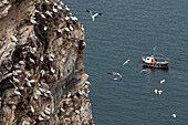 Tölpelkolonie, Troup Head, Aberdeenshire, Schottland