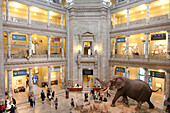 Entrance hall with elephant, tourists, National Museum of Natural History, Smithsonian Museums, Washington, District of Columbia, United States of America, USA