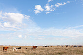 Cows on pasture land, grazing land, cow type charolais, Maxbass, Minot, North Dakota, United States of America, USA