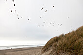 Strandgras und Möwen, Great Highway, Pazifischer Ozean, San Francisco, Kalifornien, Vereinigte Staaten von Amerika, USA