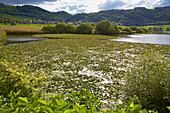 Meerfelder Maar, Waterlily, Meerfeld, Eifel, Rhineland-Palatinate, Germany, Europe