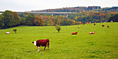 Landscape with Pasture and Cattle near Nettersheim, Eifel, North Rhine-Westphalia, Germany, Europe