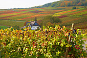 Rotweinwanderweg through vineyards near Altenwegshof, Autumnal tint, Ahr, Eifel, Rhineland-Palatinate, Germany, Europe