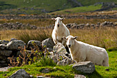 Schafweide oberhalb Rowen, Snowdonia National Park, Wales, Großbritannien