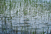 Schilf, Starnberger See, Bayern, Deutschland