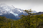 Southern beech, nothofagus, at the hiking trail to Mt. Fitz Roy, Los Glaciares National Park, near El Chalten, Patagonia, Argentina