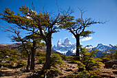 Southern beech, nothofagus, view to Mt. Fitz Roy, Los Glaciares National Park, near El Chalten, Patagonia, Argentina