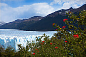 Red blossom from the Notro firebush, Perito Moreno glacier, Lago Argentino, Los Glaciares National Park, near El Calafate, Patagonia, Argentina
