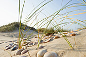 Shells in the sand on the beach, Conil de la Frontera, Andalusia, Spain, Europe