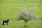 Apple tree in blossom and black horse at valley Dreisamtal, Baden-Wuerttemberg, Germany, Europe