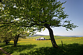 Blumenwiese und Wetterbuchen im Frühling, Schauinsland, Schwarzwald, Baden-Württemberg, Deutschland, Europa