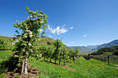 Apple trees in blossom, Eppan, Trentino-Alto Adige/Suedtirol, Italy
