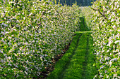 Blühende Apfelbäume, Vinschgau, Südtirol, Trentino-Südtirol, Italien